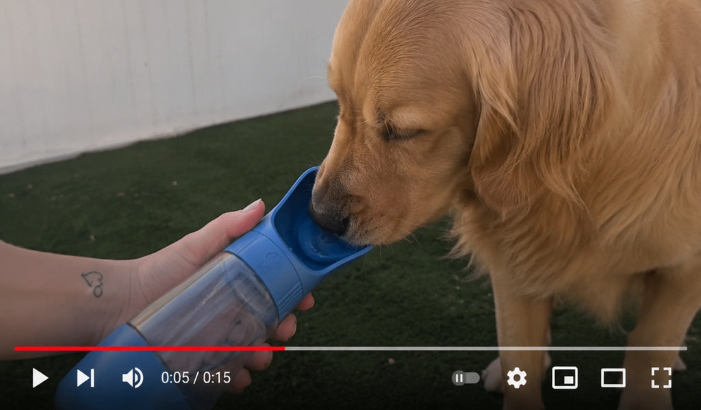 2 In 1 Portable Dog Water Bottle